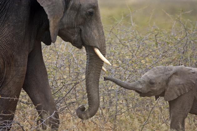 Зімбабве вимагає скасувати заборону на продаж слонової кістки Поштівка
