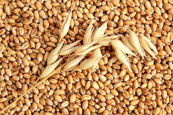 Вживання зерна знижує ризик ранньої смерті Поштівка