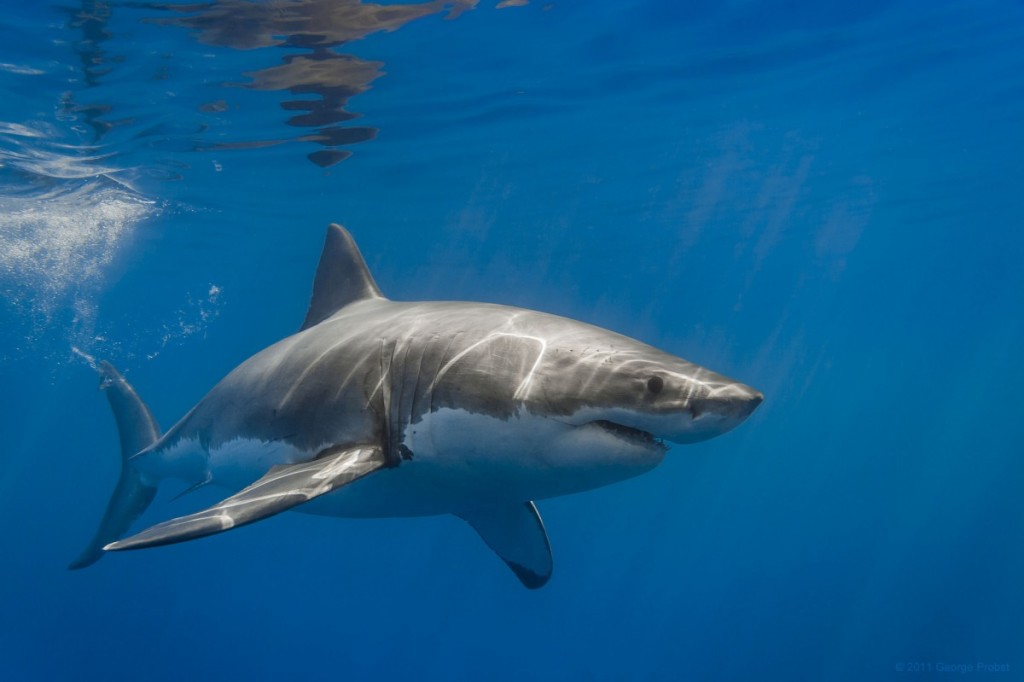 Дослідники вперше зняли на відео сплячу білу акулу Поштівка