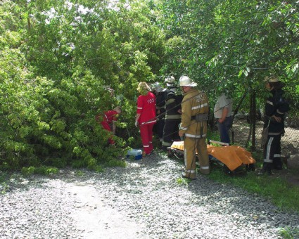 У Вінниці на жінку впало дерево Поштівка