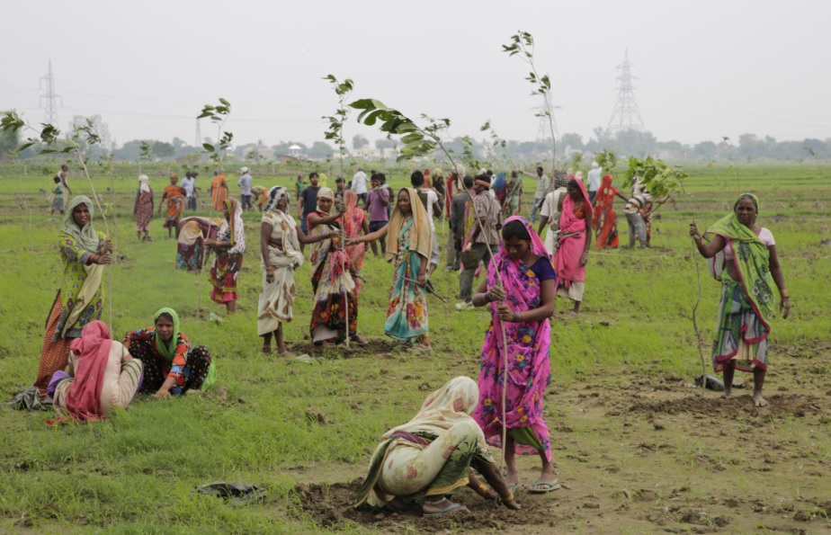 В Індії за добу посадили майже 50 млн дерев Поштівка