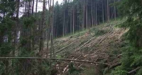"Карпатська різанина": журналісти створили онлайн-карту вирубок лісів Поштівка image 1