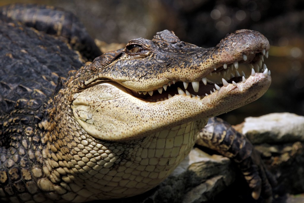 Крокодили допомагатимуть лікувати чоловіче безпліддя Поштівка