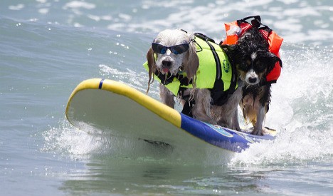У Барселоні відкрили перший пляж для собак Поштівка