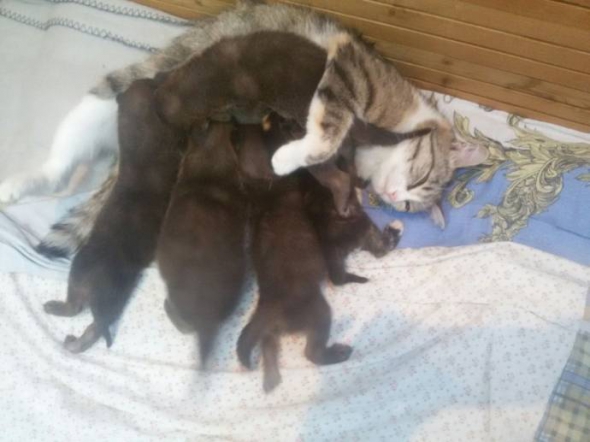У російському зоопарку кішка вигодувала 5 червоних вовченят Поштівка