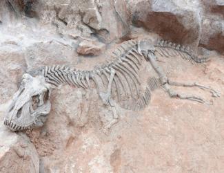 Палеонтологи знайшли рештки динозавра, який мав пухлину щелепи Поштівка