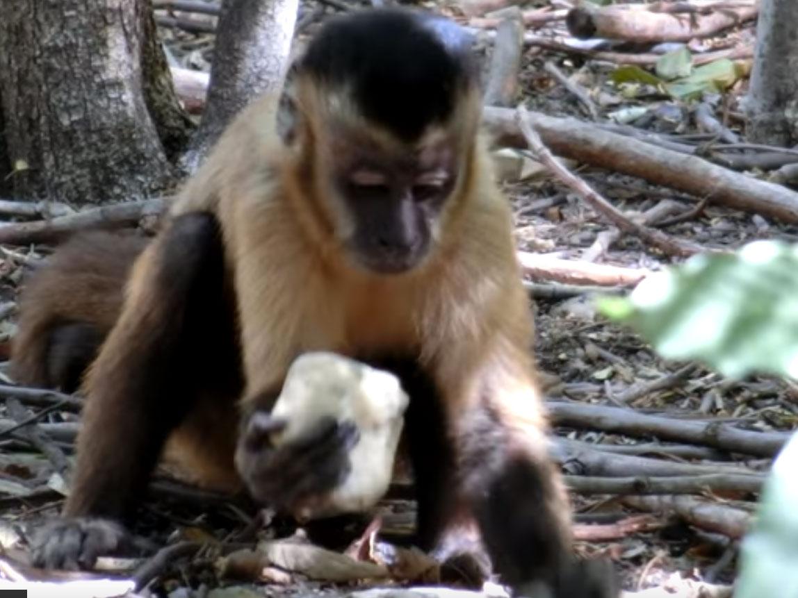 Бразильські мавпи вже 700 років використовують камені як знаряддя праці Поштівка