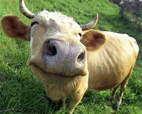Щасливі корови дають поживніше молоко Поштівка