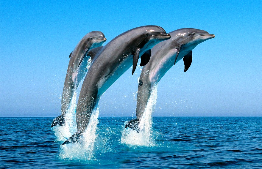 «Як люди»: біологи розповіли, як кити і дельфіни переживають смерть побратимів Поштівка
