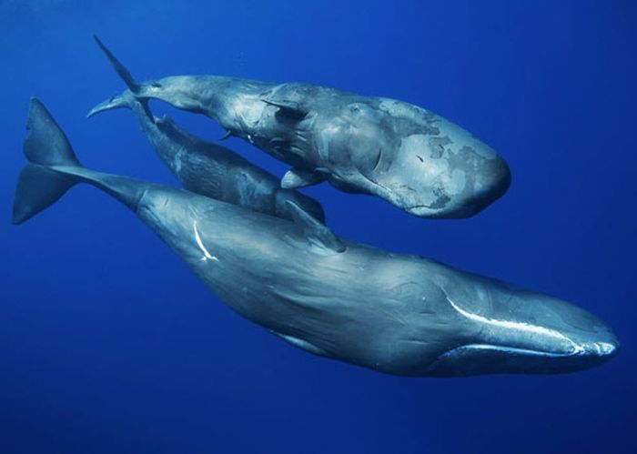 Данські вчені розкодували мову китів Поштівка