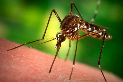 Учені з’ясували, що відлякує малярійних комарів Поштівка