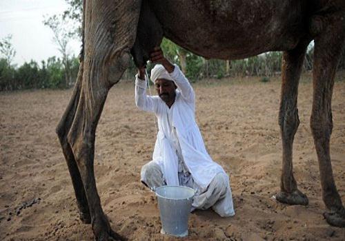 У Данії популяризують верблюже молоко Поштівка