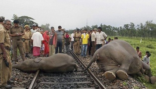 В Індії пасажирський потяг протаранив стадо слонів Поштівка