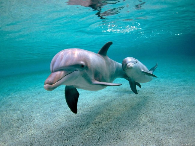 Самки дельфінів розмовляють зі своїми малюками в утробі Поштівка