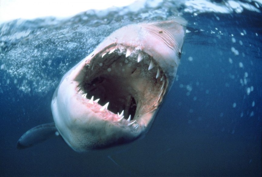 У США зафіксовано масовий напад акул на людей Поштівка