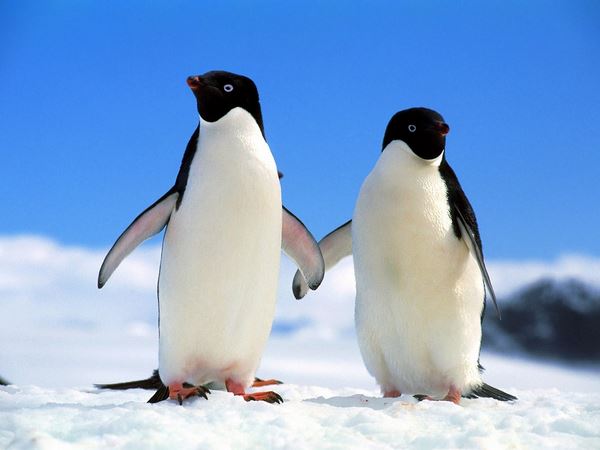 Коли і чому пінгвіни перестали літати Поштівка
