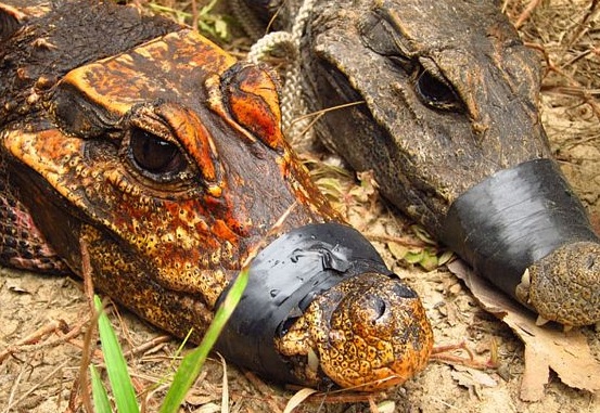 Вчені виявили помаранчевих крокодилів Поштівка