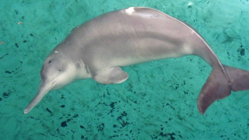 Вчені знайшли у річці дельфіна, який вважався вимерлим Поштівка