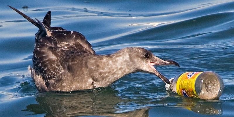 Чому птахи в океані харчуються пластиком Поштівка