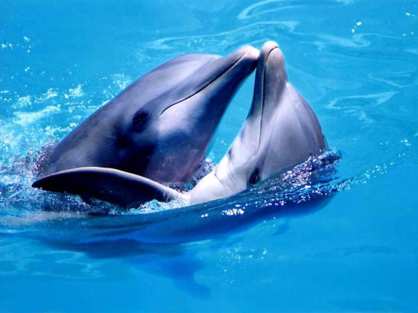 Дельфіни наділяють один одного іменами Поштівка
