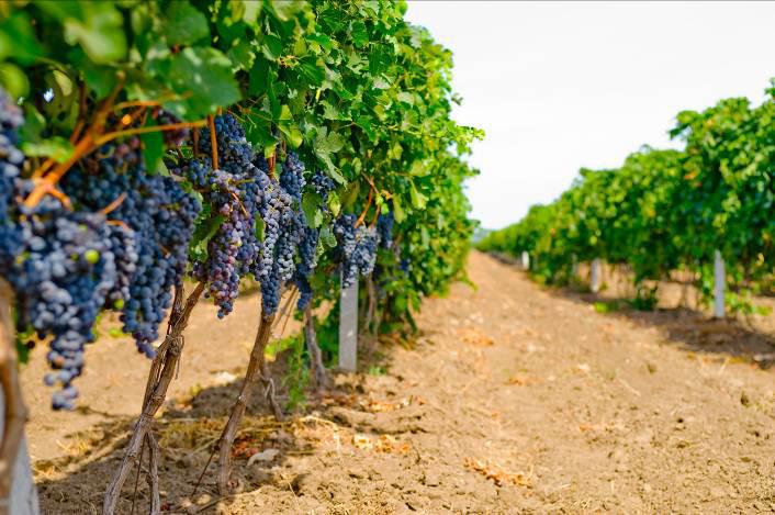 В Україні стимулюватимуть розвиток виноградарства Поштівка