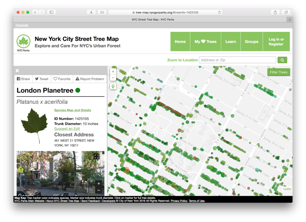 У Нью-Йорку всі дерева нанесли на мапу Поштівка
