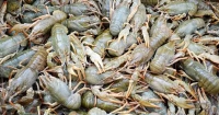 раки