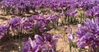 saffron