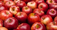 Pile of red Royal Gala apples