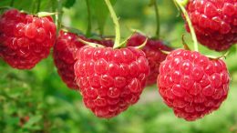 малина raspberries