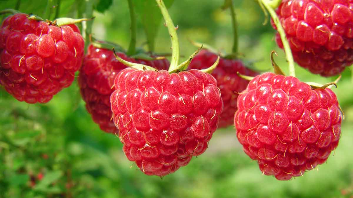 малина raspberries