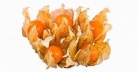 Physalis